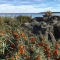 Sea buckthorn bushes