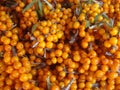 Sea buckthorn cut twigs with berries background