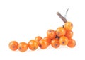 Sea buckthorn - Fresh ripe berries on branch isolated over white