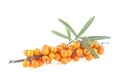 Sea buckthorn. Fresh ripe berries with green leaves isolated on white background. Hippophae rhamnoides Royalty Free Stock Photo