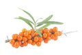 Sea buckthorn. Fresh ripe berries with green leaves isolated on white background Royalty Free Stock Photo