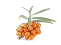 Sea buckthorn. Fresh ripe berries with leaves isolated on white background