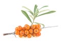Sea buckthorn - fresh ripe berries with leaves isolated on white background. Sea buckthorn berries branch Royalty Free Stock Photo