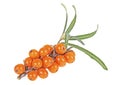 Sea buckthorn - fresh ripe berries with leaves isolated on white background Royalty Free Stock Photo