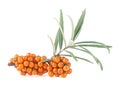 Sea buckthorn - fresh ripe berries with leaves isolated on white background. Twig of sea buckthorn with berries and leaves