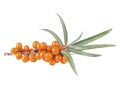 Sea buckthorn - Fresh ripe berry with green leaves on branch isolated on white background Royalty Free Stock Photo