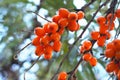 Sea buckthorn fruits hang on a bush branch close-up. Ripe orange berries on a background of leaves and a blue cold sky. Bright,