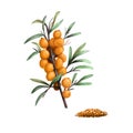 Sea Buckthorn fruits and seeds, Hippophae fruit isolated. Sea buckthorns, deciduous shrubs in family Elaeagnaceae