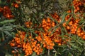 Sea-buckthorn