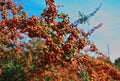 Sea Buckthorn full of berries at autumn time, close up