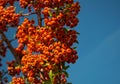 Sea Buckthorn full of berries at autumn time, close up