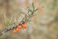 Sea buckthorn growing on tree in autumn nature.