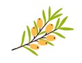 Sea buckthorn growing on tree branch with leaf. Fresh seabuckthorn and leaves. Plant with yellow berries. Garden food