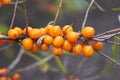 Sea buckthorn growing on a tree close up. Hippophae rhamnoides. Sea buckthorn organic berries background. Medical plant