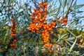 Sea buckthorn growing on a tree close up. Hippophae rhamnoides. Sea buckthorn organic berries background. Medical plant