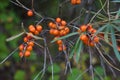 Sea buckthorn growing on a tree close up. Hippophae rhamnoides. Sea buckthorn organic berries background. Medical plant