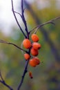 Sea buckthorn growing on a tree close up. Hippophae rhamnoides. Sea buckthorn organic berries background. Medical plant
