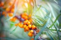 Sea buckthorn growing on a tree closeup