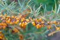 Sea buckthorn growing on a tree. Sea buckthorn organic berries background. Medical plant - hippophae rhamnoides