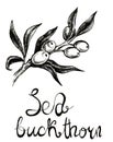 Sea buckthorn hand drawn illustration