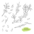 Sea buckthorn hand drawn vector sketch: branch, leaf and berry. Healing tea and medical berry.