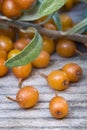 Sea buckthorn (Hippophae rhamnoides) barries. Royalty Free Stock Photo