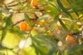 Sea buckthorn / Hippophae rhamnoides