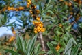 Sea Buckthorn - Hippophae rhamnoides