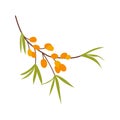 Sea buckthorn illustration. Thanksgiving autumnal natural decorative element. Berry branch, sea berry illustration