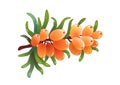 Sea buckthorn isolated, in 3d vector style