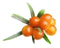 Sea buckthorn isolated