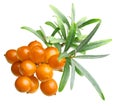 Sea buckthorn isolated Royalty Free Stock Photo