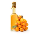 Sea buckthorn isolated