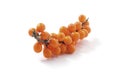 Sea-buckthorn isolated