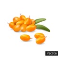 Sea buckthorn isolated on a white background with leaves. Medical berries in realistic style. Natural healthy product.