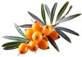 Sea buckthorn isolated on the white. With clipping path. Royalty Free Stock Photo