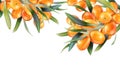 Sea buckthorn isolated on the white. Illustration in 3d style. The concept of realistic image of medical plants, herbs