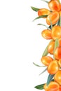 Sea buckthorn isolated on the white. Vector illustration in 3d style.