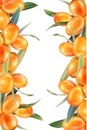 Sea buckthorn isolated on the white. Vector illustration in 3d style. The concept of realistic image of medical plants