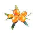 Sea buckthorn isolated on the white. Vector illustration in 3d style. Royalty Free Stock Photo