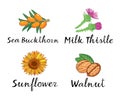 Sea Buckthorn, Milk Thistle, Sunflower and Walnut. Vector pictures for packaging