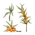 Sea buckthorn orange berries on branches watercolor illustration set. Wild forest plant for organic natural products Royalty Free Stock Photo