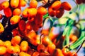 Sea buckthorn orange berries close-up on a bokeh backdrop.