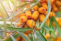 Sea buckthorn orange ripe raw berries on twigs with green thin leaves.Gathering