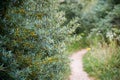 Sea buckthorn Royalty Free Stock Photo