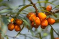 Branches of sea buckthorn with juicy berries