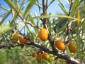 Sea-buckthorn Royalty Free Stock Photo