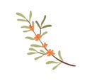 Sea buckthorn on tree branch. Fresh ripe orange seabuckthorn berries and leaf. Fruit food plant. Colored botanical flat