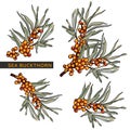 Sea buckthorn vector drawing