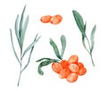 Sea buckthorn watercolor branch, berries and leaves, sea buckthorn isolated on white background